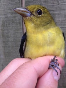 Adult Male Scarlet Tanager
